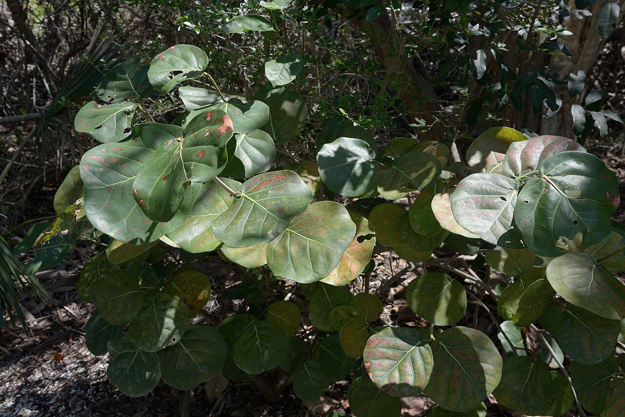 Sea grape foliage in a public park on Longboat Key, Sarasota County