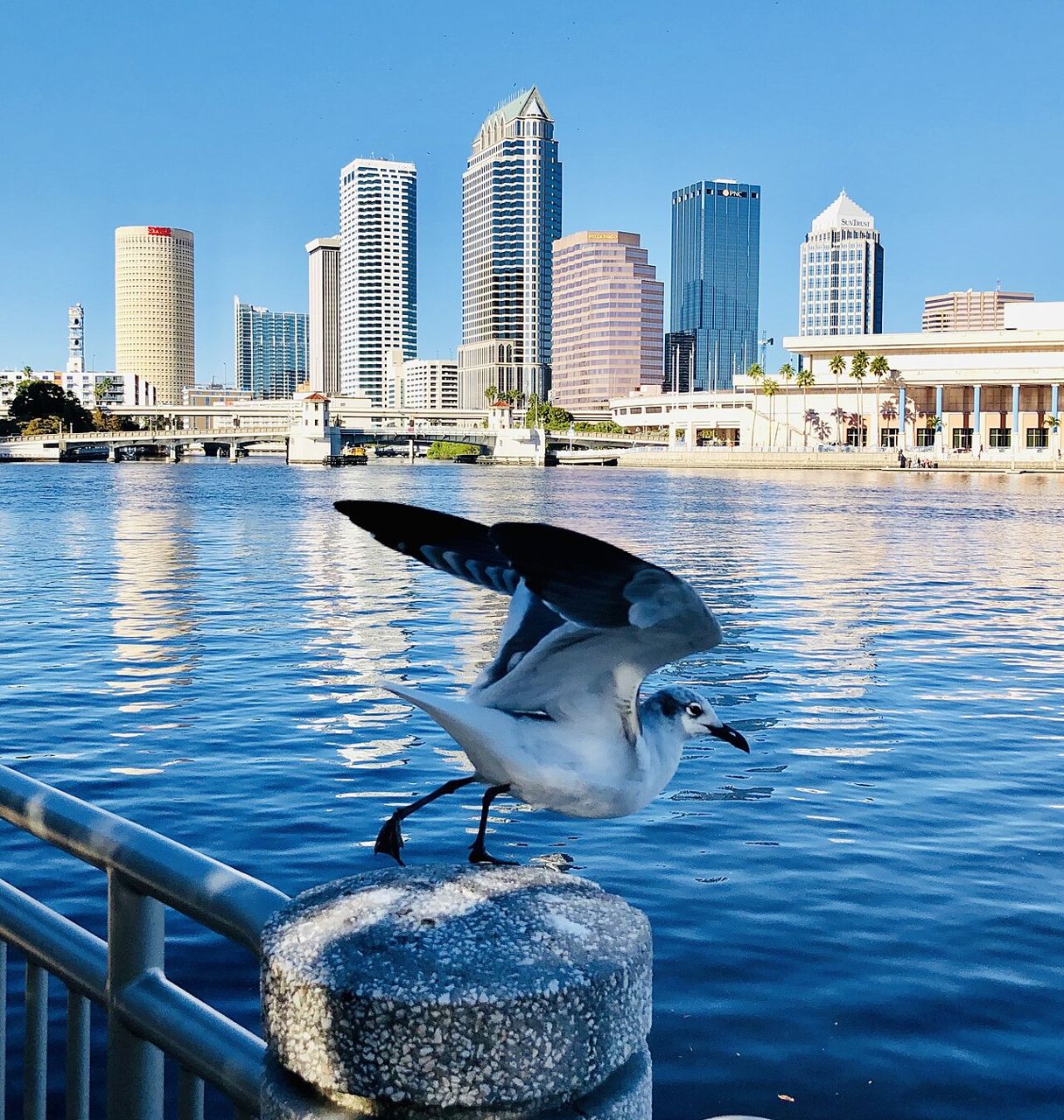 The downtown Tampa skyline